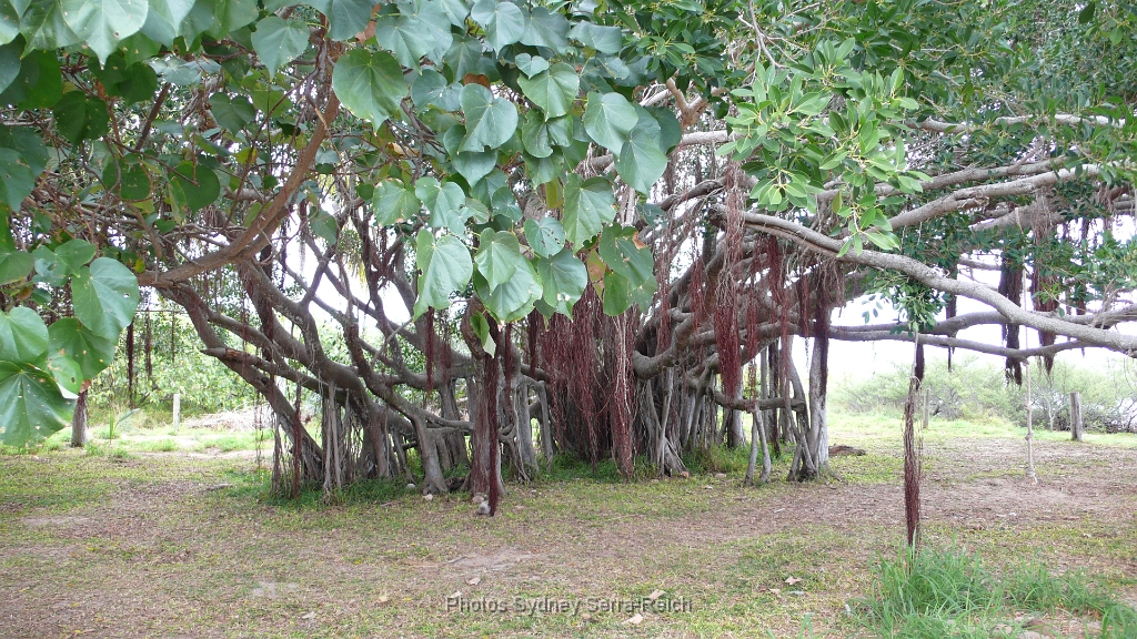 ilot Amedee  Beau mais bizarre cet arbre Quel est ton nom  Je ne le  trouve pas.JPG - îlot Amédée - Beau mais bizarre cet arbre ...! Quel est ton nom ? Je ne le  trouve pas . Août 2014